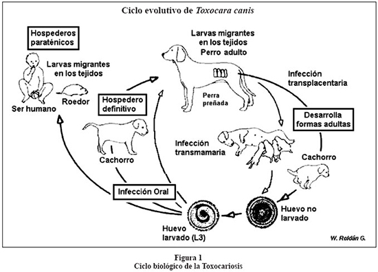 ciclo-toxocara-canis