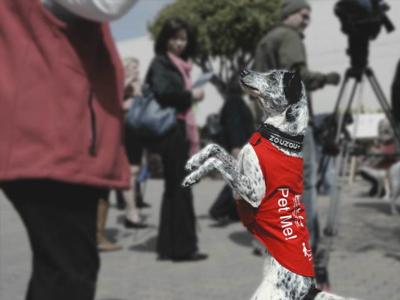 Perros contra el miedo a volar en Los Ángeles, California