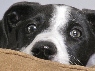 Como educar al cachorro perfecto - El encantador de perros.