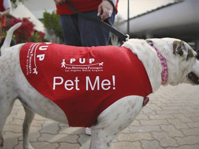 Perros contra el miedo a volar en Los Ángeles, California