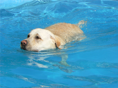 Mascotas, cuidado de los perros en verano