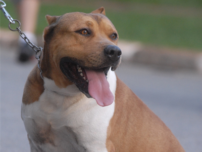 La esterilización en perros