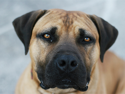 Adiestramiento de perros